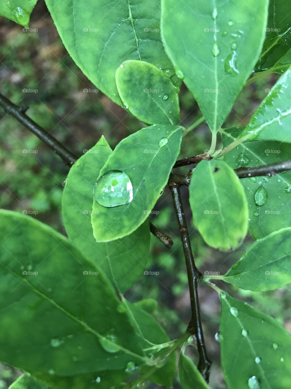 Drop leaf 
