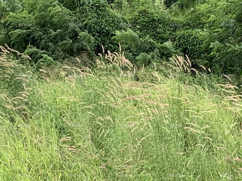 The stories of the nature, Countryside (Thailand)