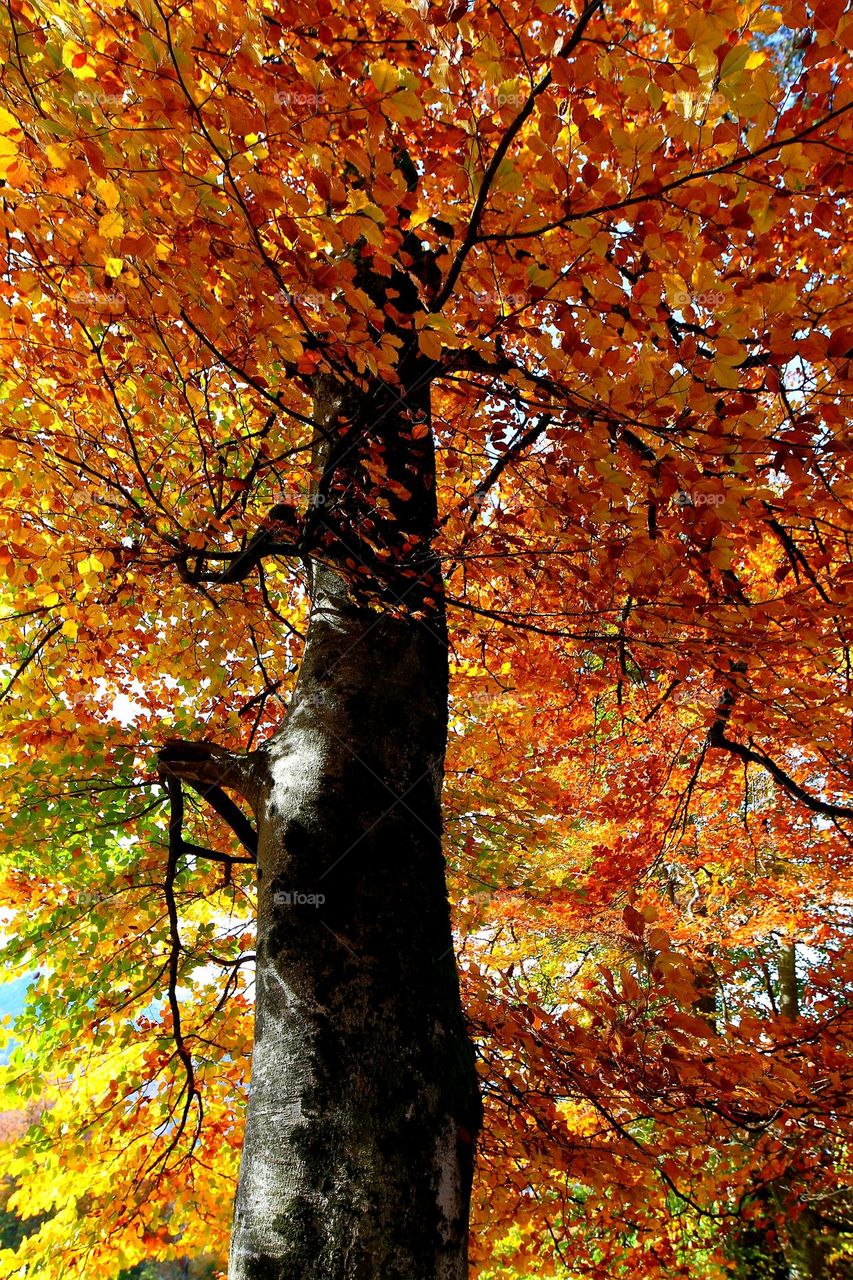 Herbstfärbung eines Baums