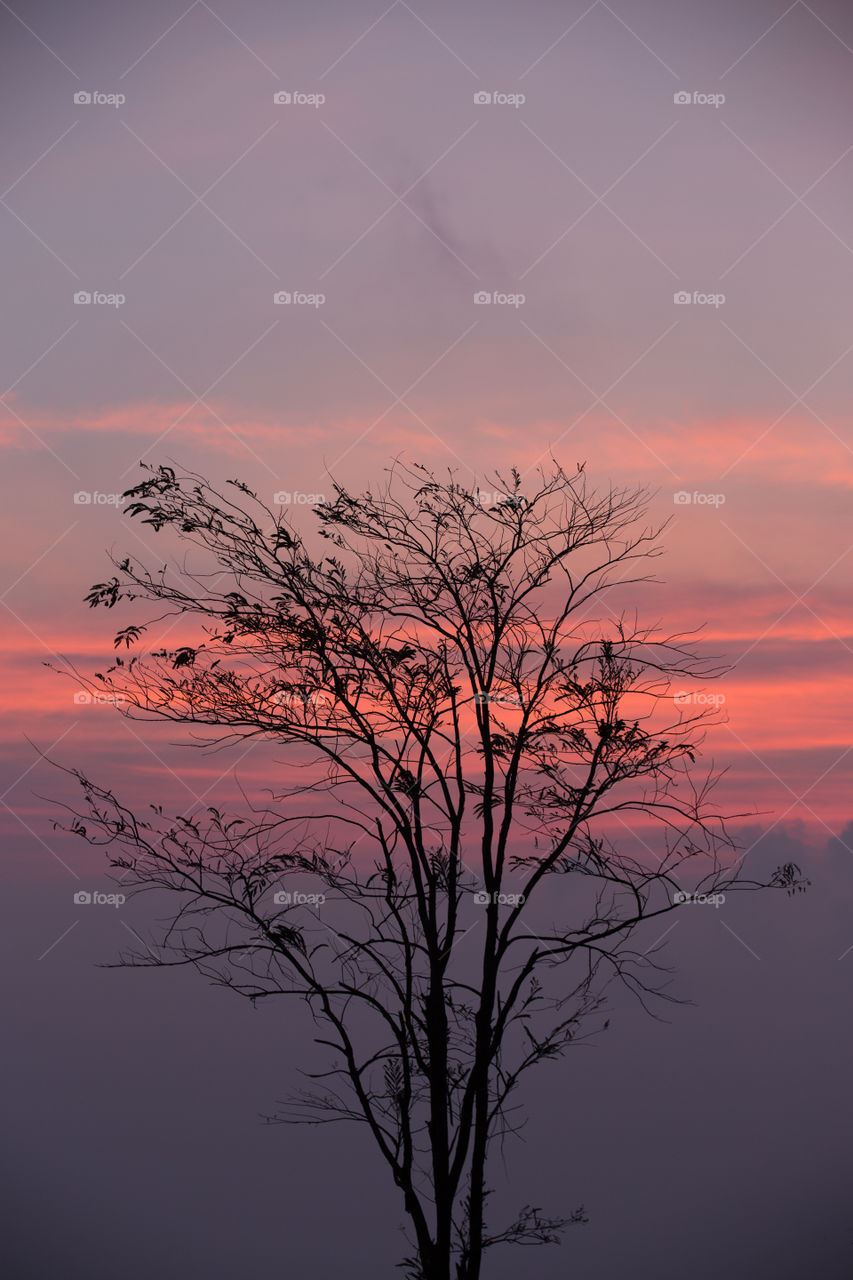 Dead tree at dusk