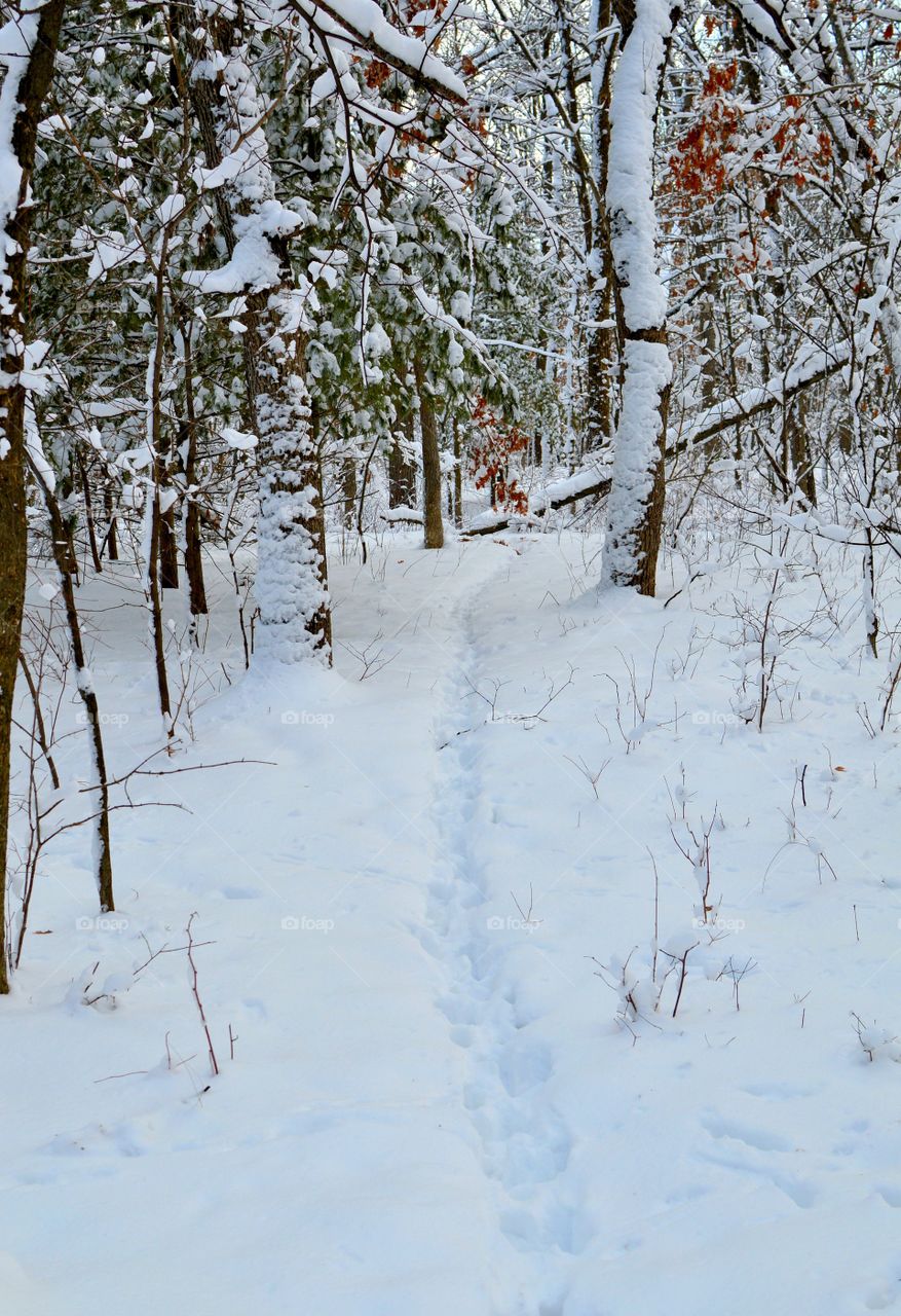 Deer trail in the snow