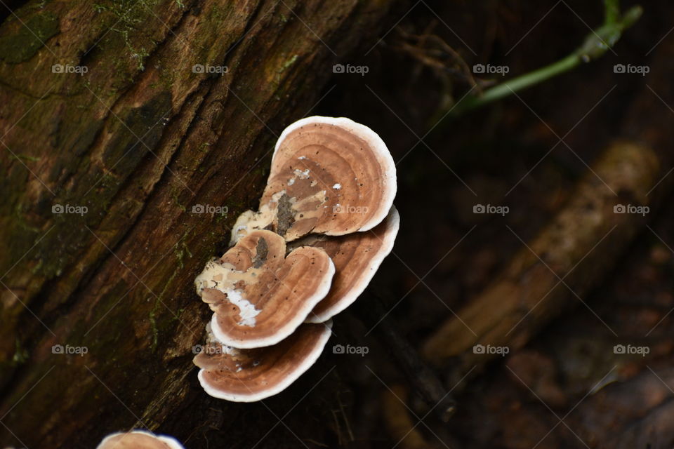 forest fungus mushroom