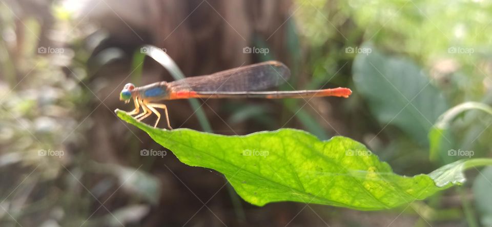 Foring- The dragon fly