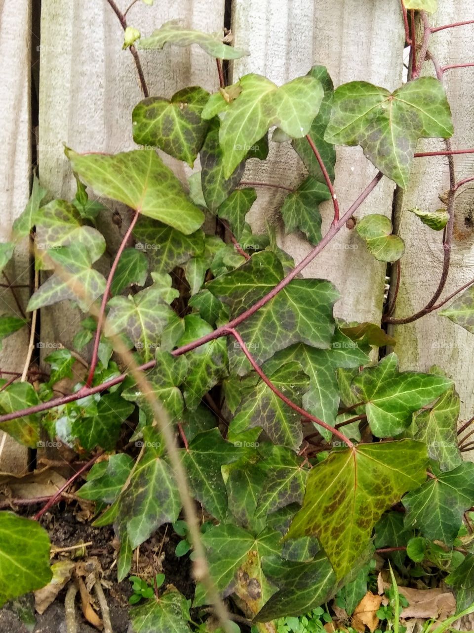ivy growing on a fence
