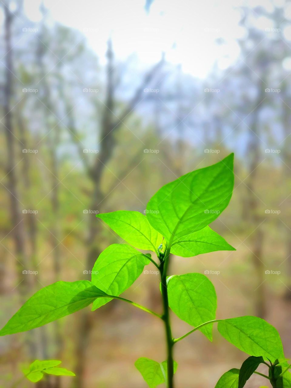 I wonder if it will be a money tree or a thinking tree?!