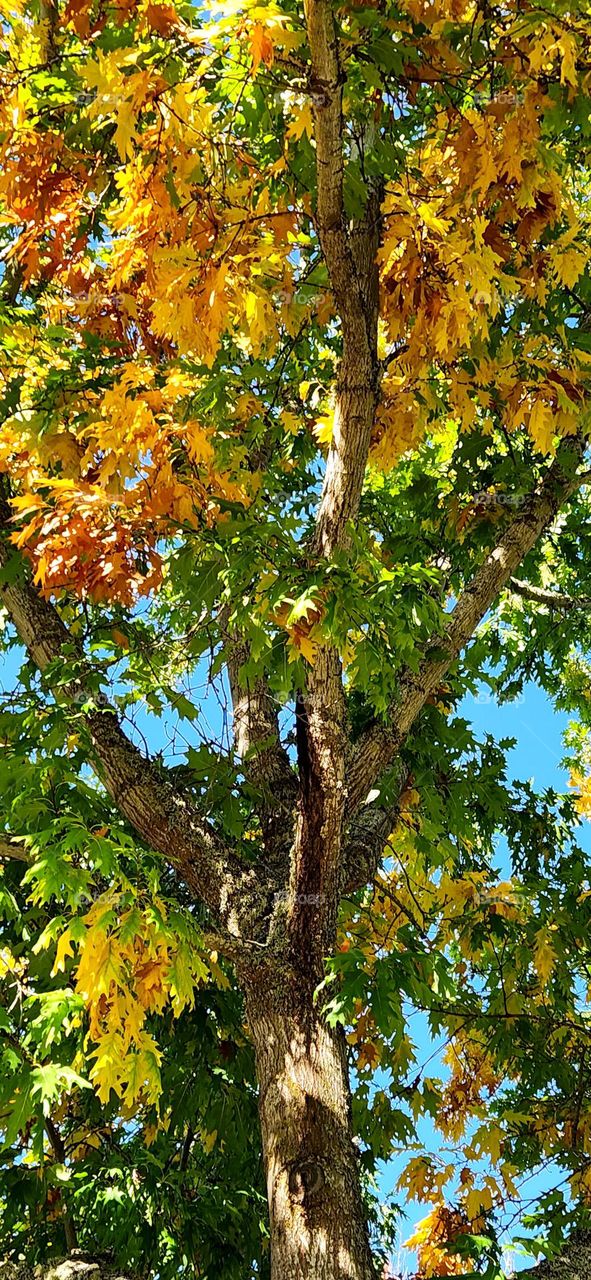 tall tree with bright colorful Autumn leaves against a blue sky in an Oregon suburban neighborhood