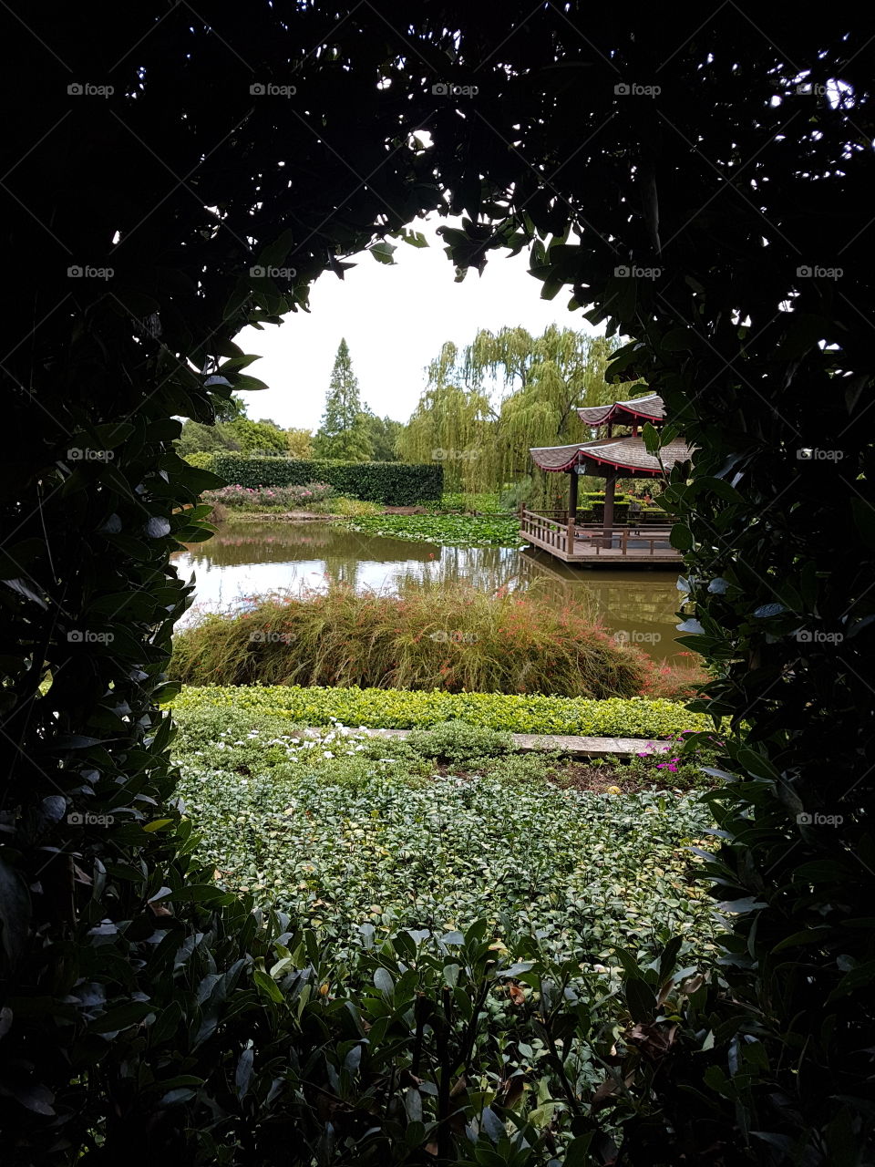 a peek through the henges too a beautiful and tranquil Japanese style garden.