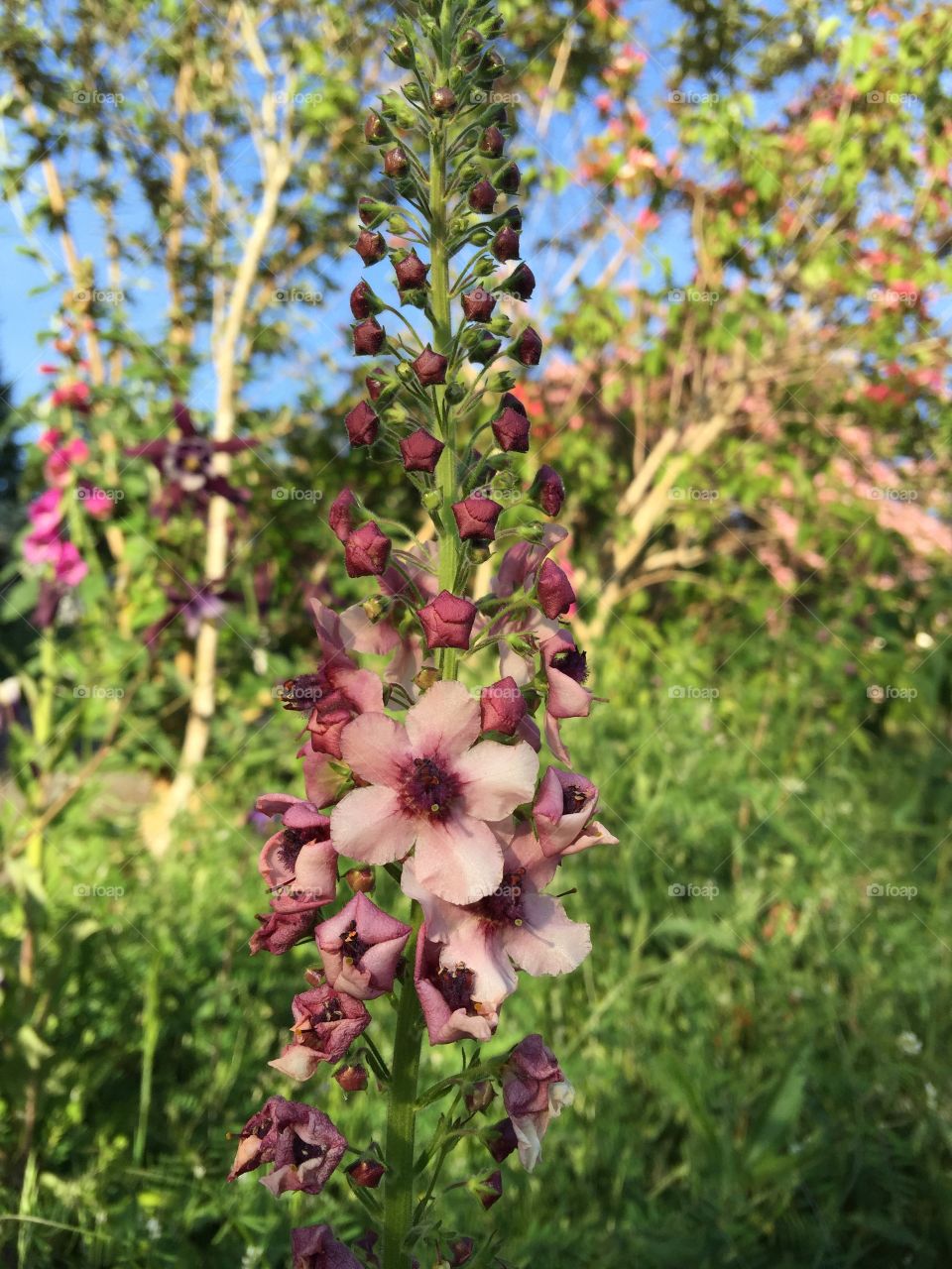 Flowers . Flowers in the neighborhood 
