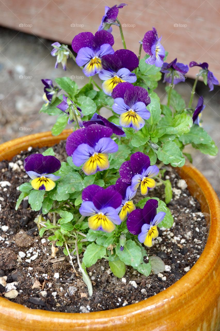 Spring Pansies 