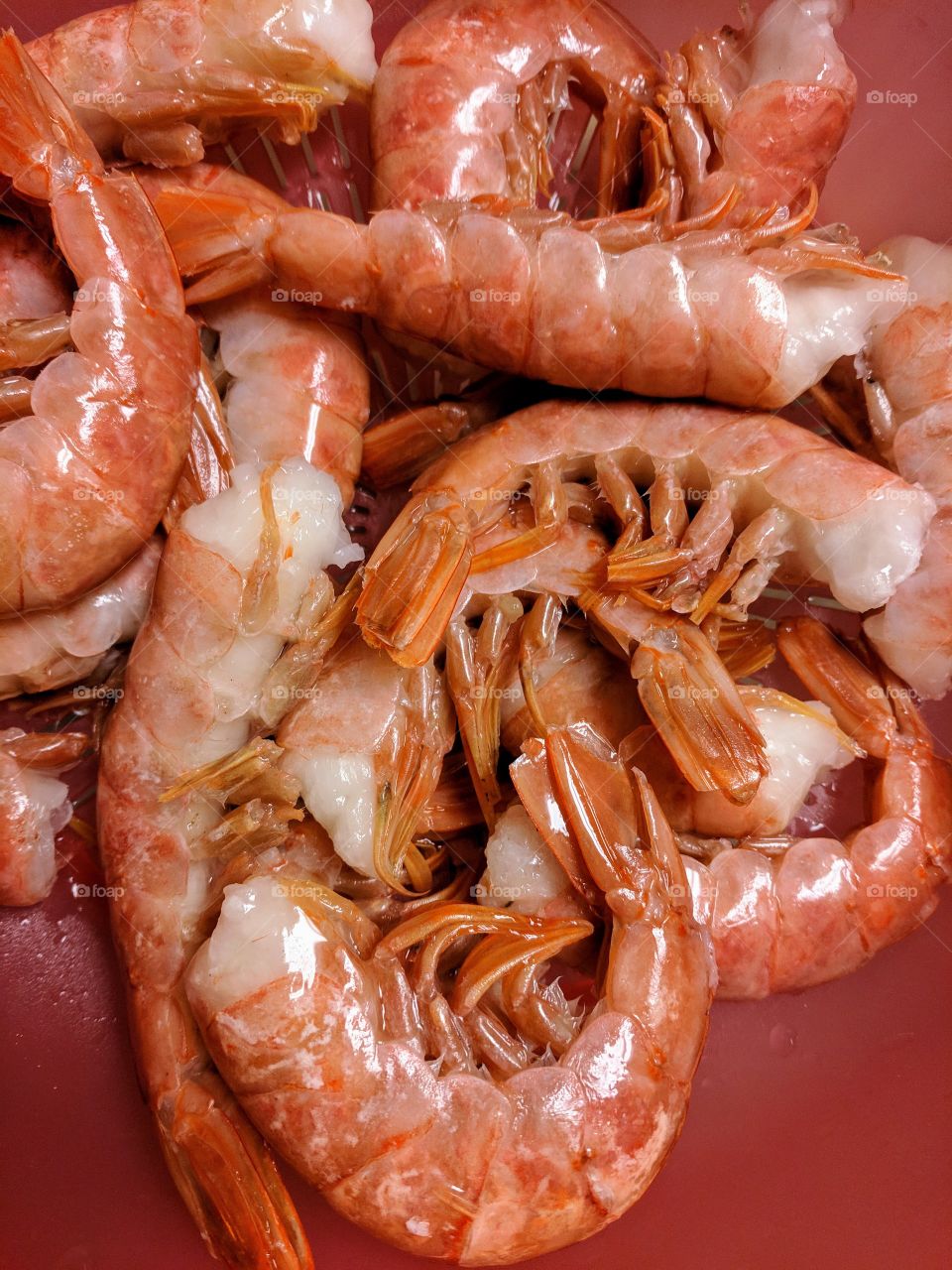 shrimp