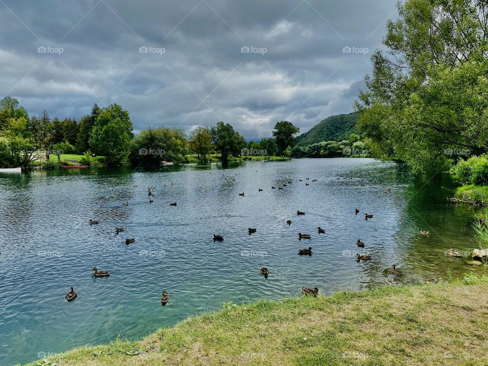 Ducks having good time 