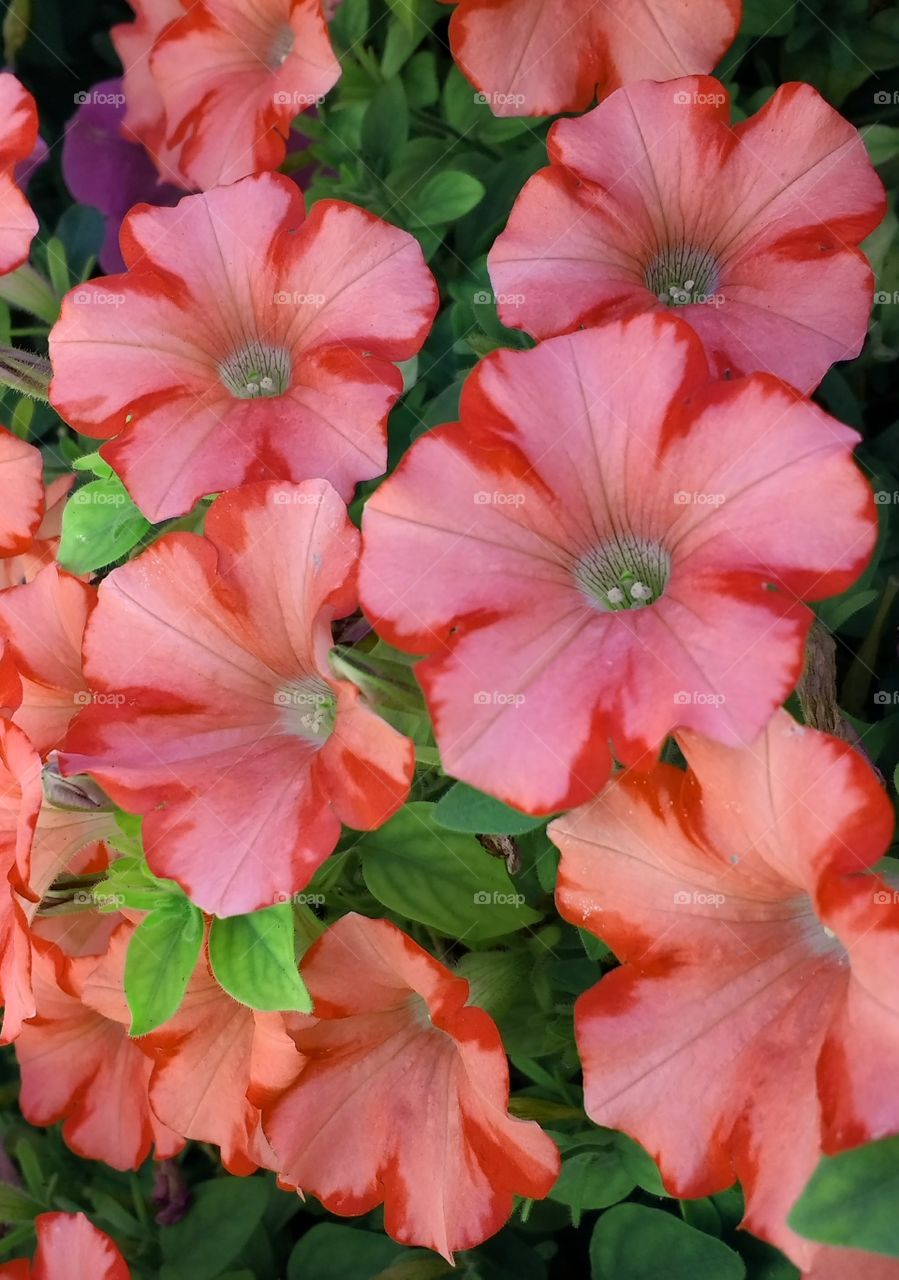 A close up of a cluster of pinkish red striped petunia blossoms