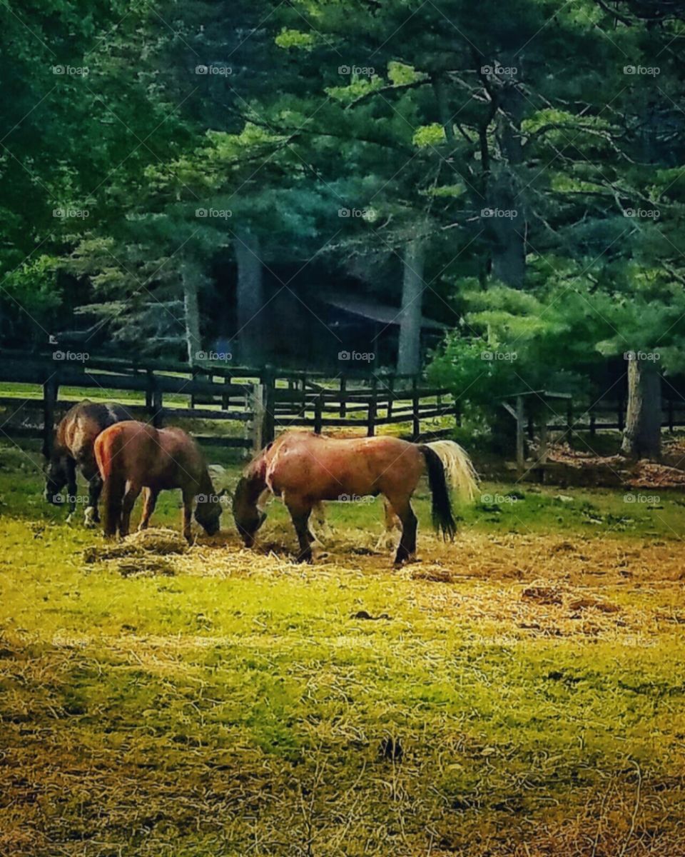 Horses grazing!