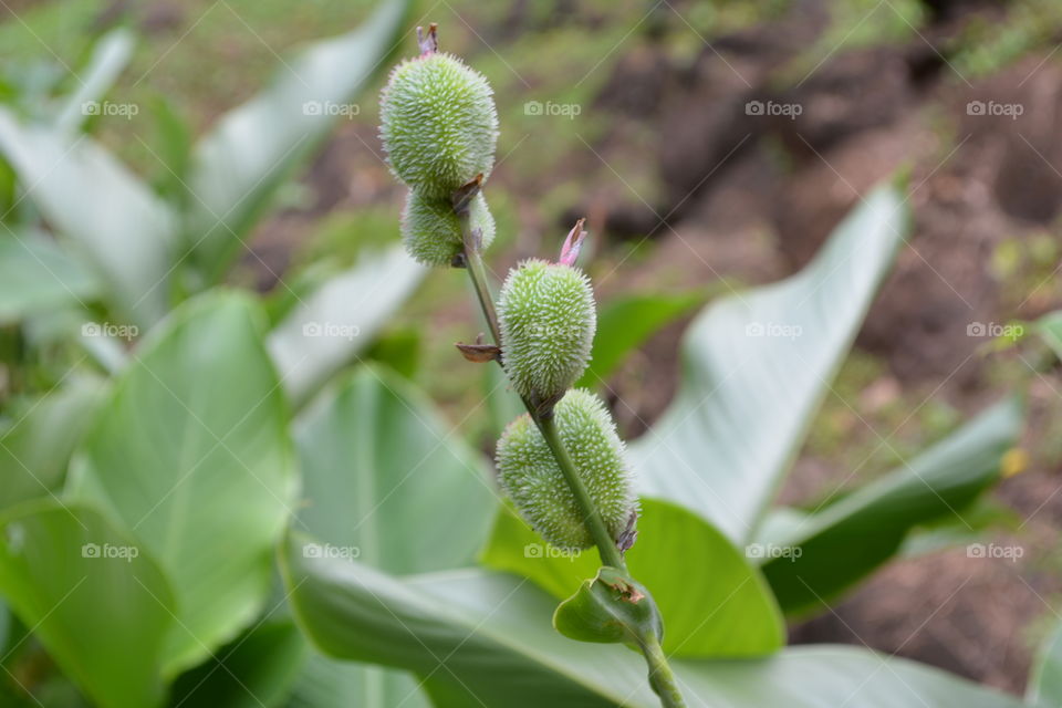 Green plant 