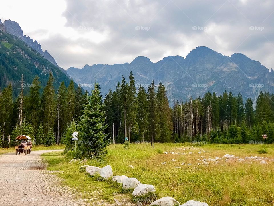 Mountains, pine trees, green forest, road in nature 