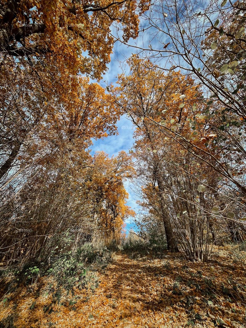 Autumn forest with old oaks 