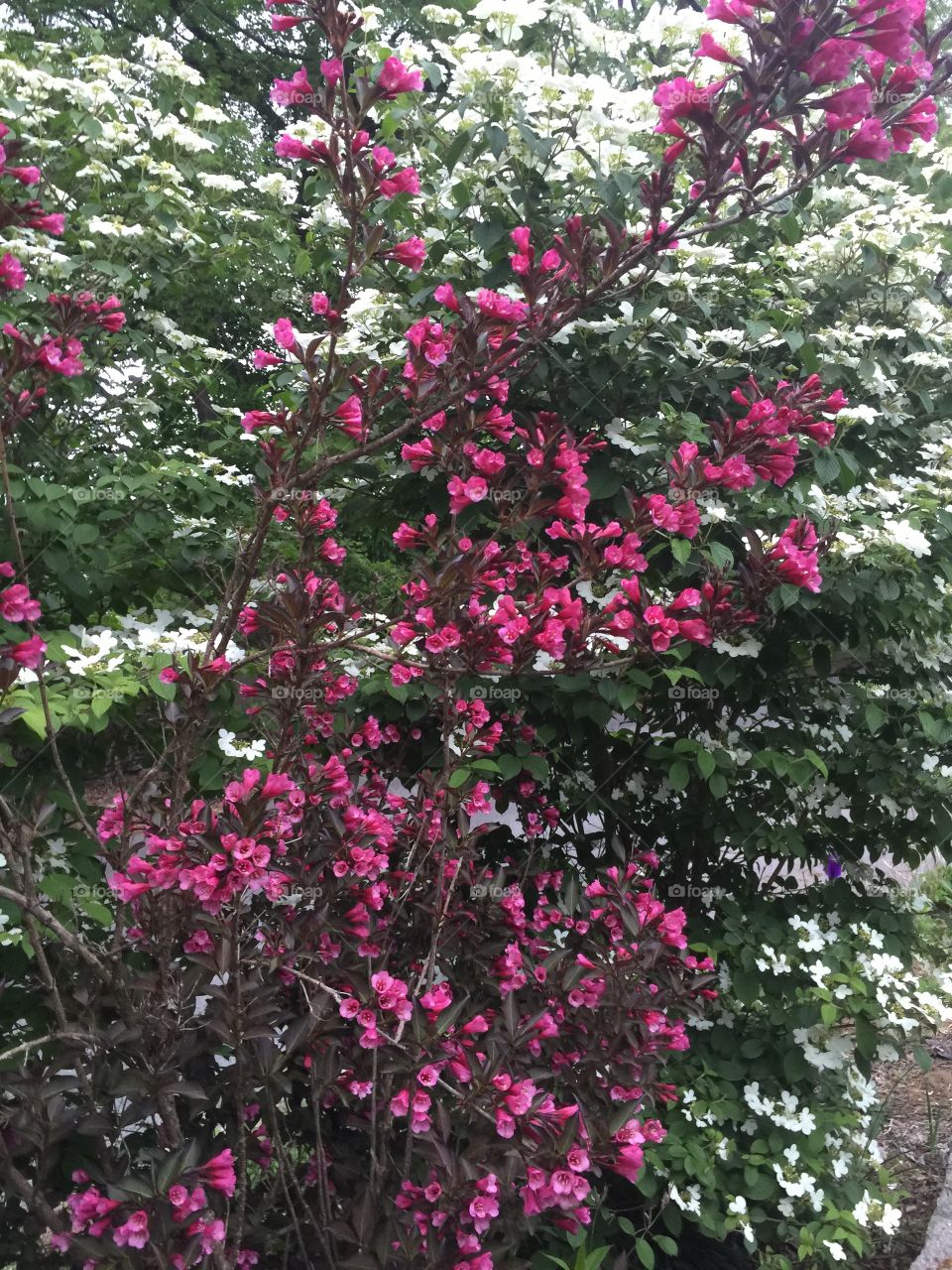 Bushes in bloom. Pink and white flowers on bushes