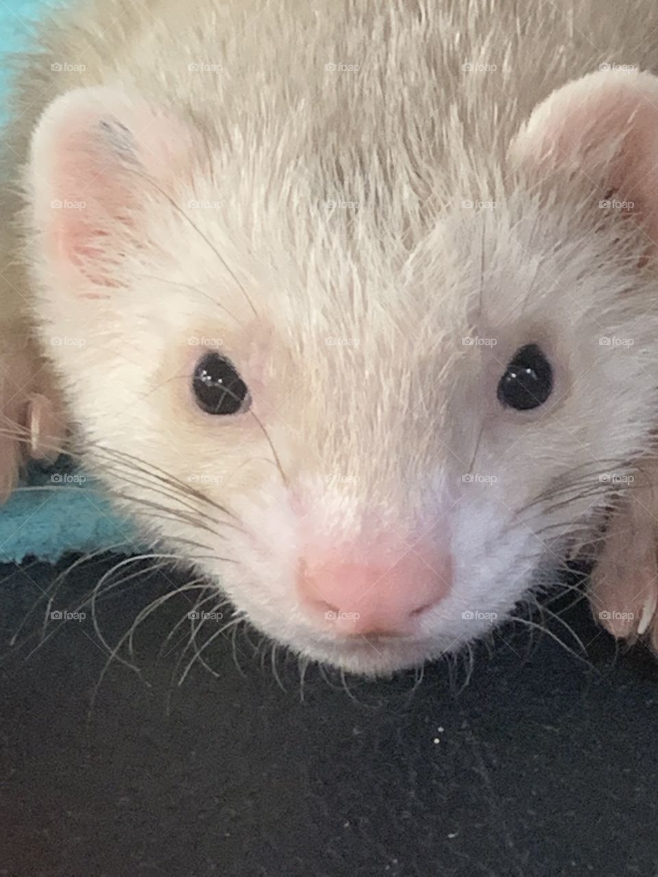 White ferret 