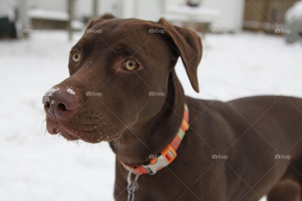 Chocolate lab
