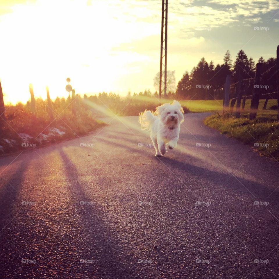 Dog running on road with sunlight