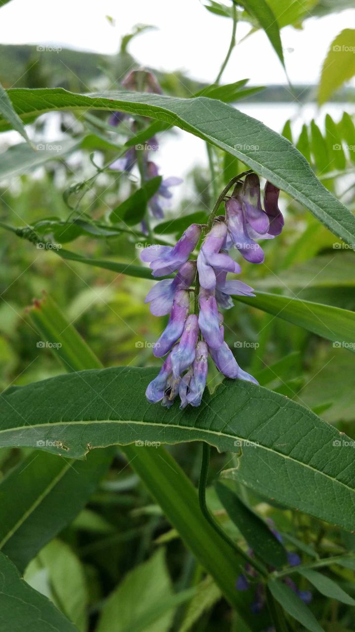 Close up of a tufted vetch in the country with green leaves