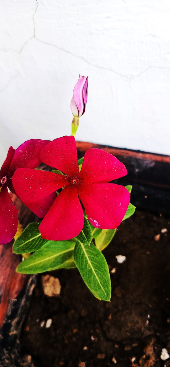 Dark red flower