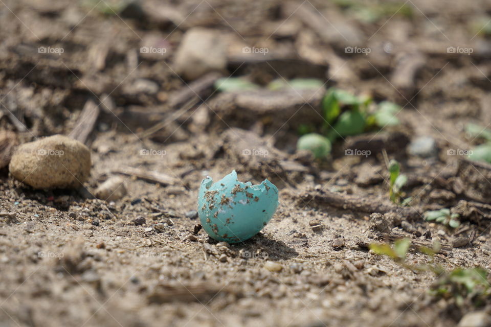 An empty bird’s egg. 