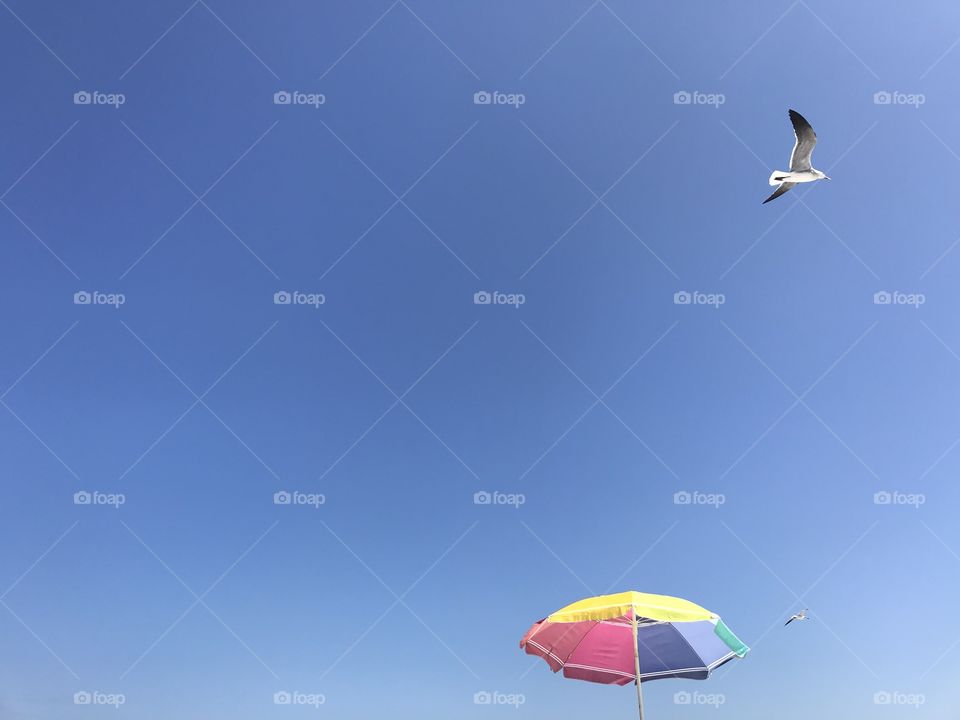 Beach umbrella and bird and blue sky