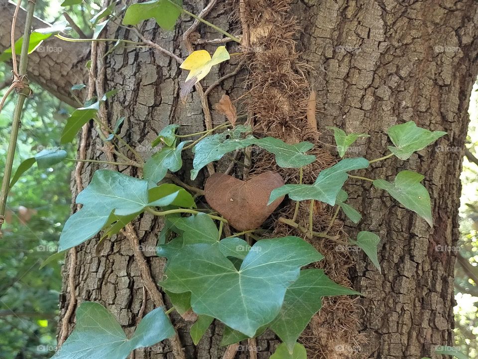 A heart leaf