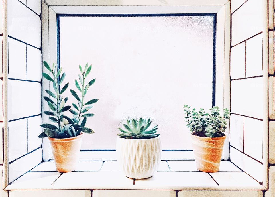 A home interior window and windowsill with potted plants and succulents in a contemporary interior design