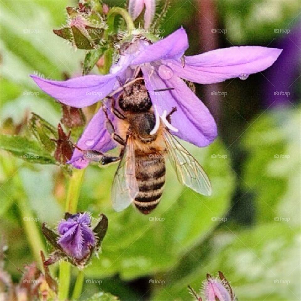 Bee searching for nectar