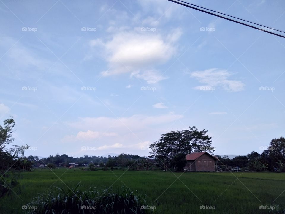 Rice field