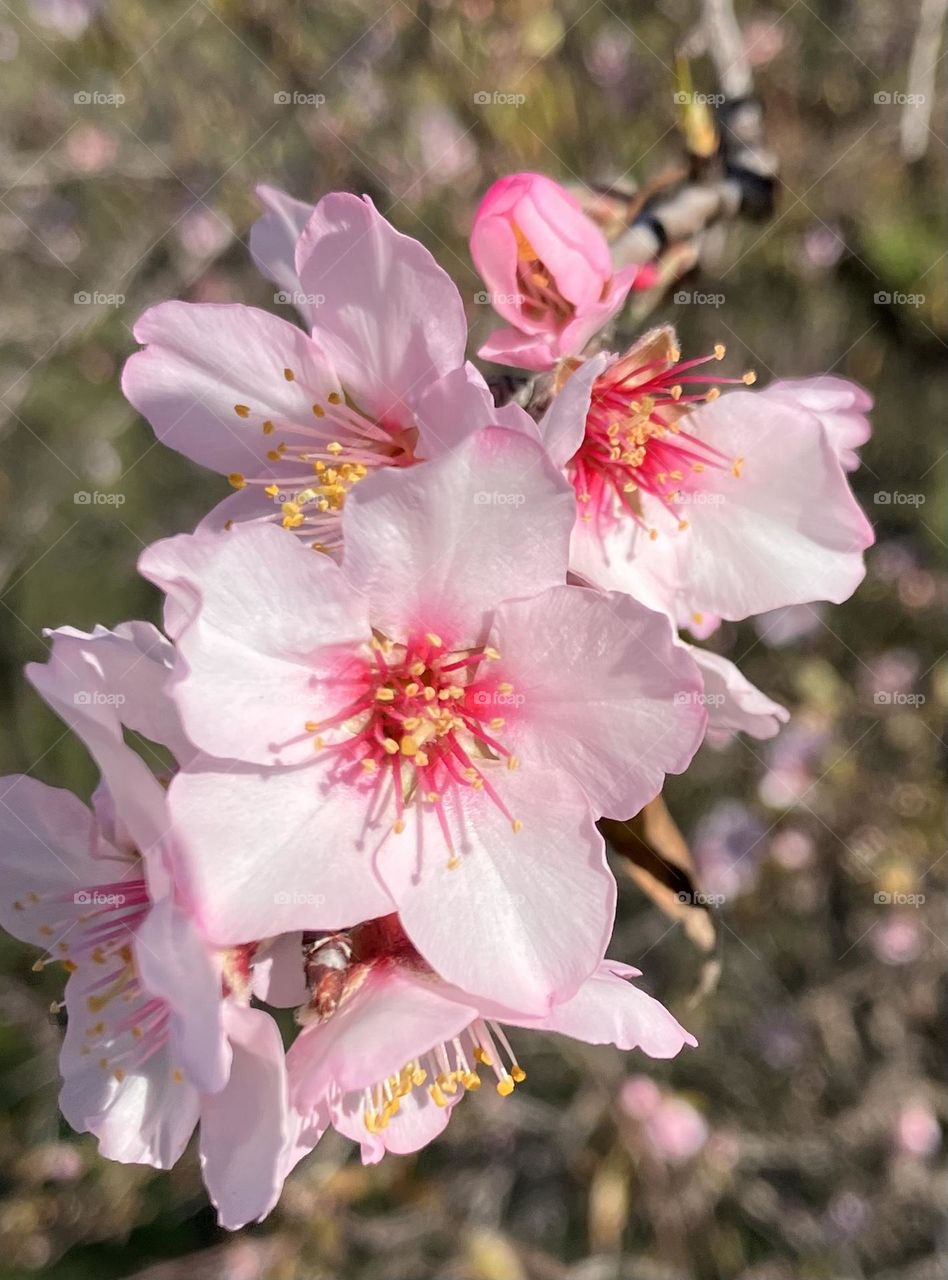 Almond tree flowers