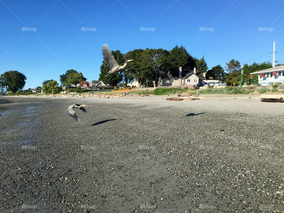 Heron flying