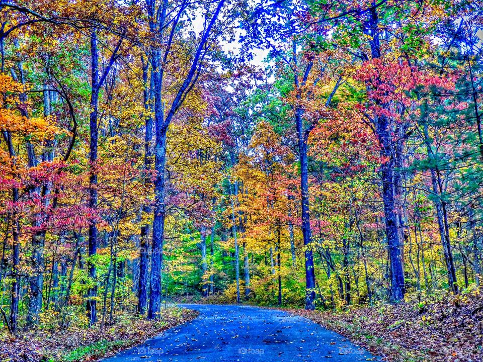 Fall in the woods of Indiana. 