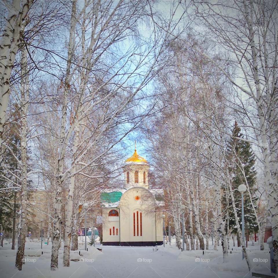 snow winter white trees by visiter
