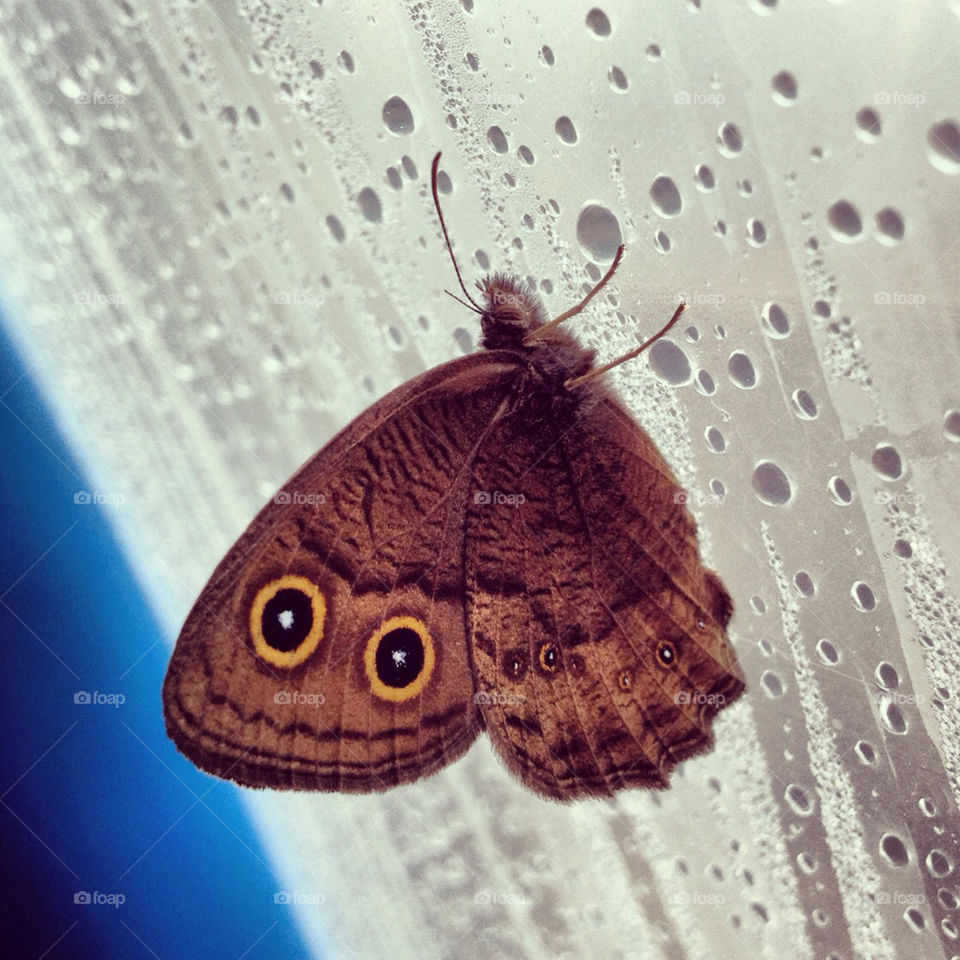 butterfly wing rain brown by seancarl