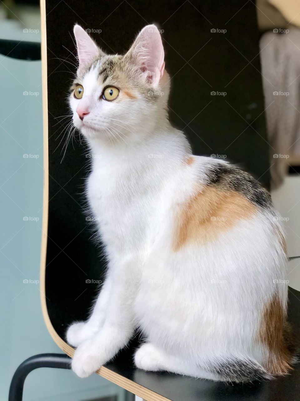 European multicolored cat profile, cat sitting on a black chair 