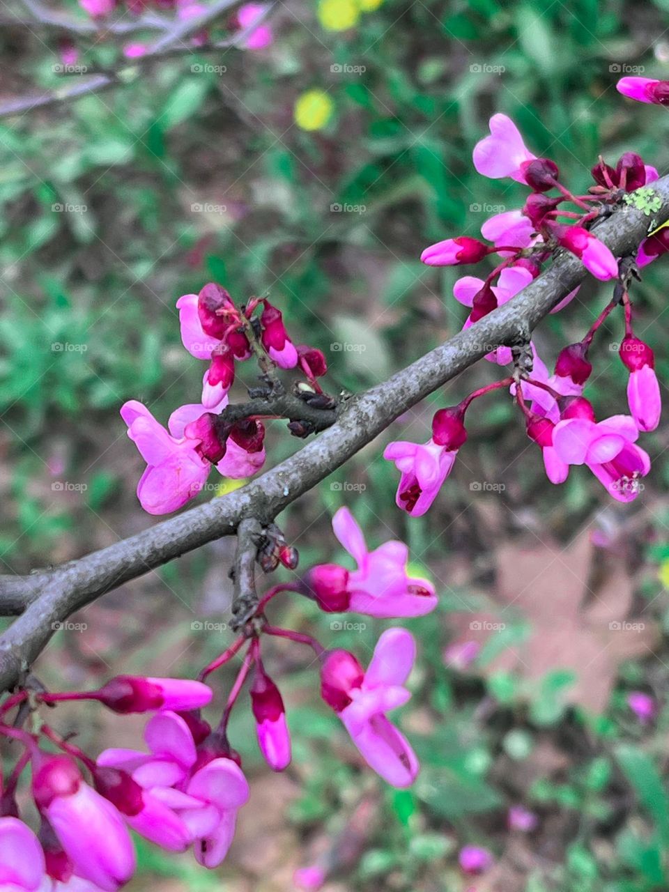 Pink flowers