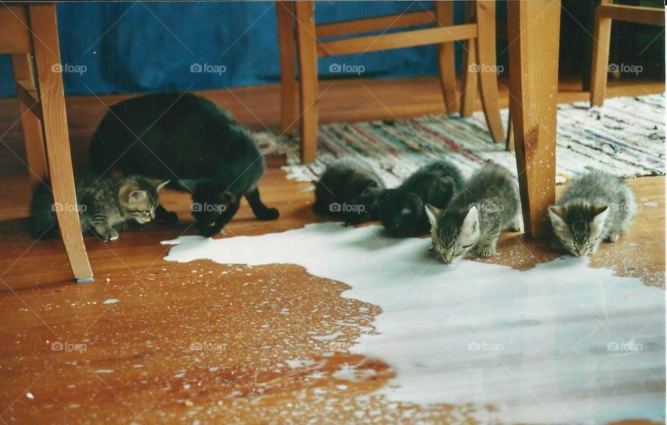 Katzenbabies - Kitten