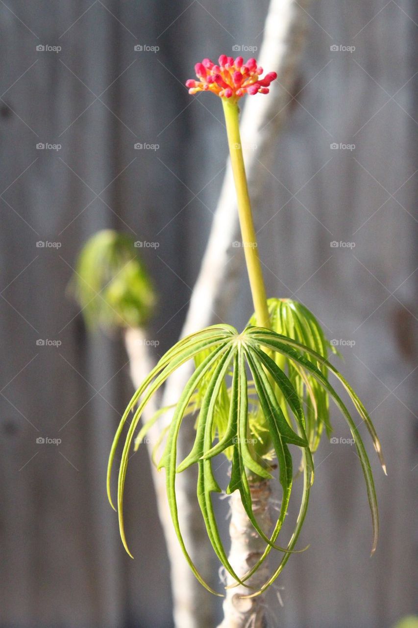 Suess plant