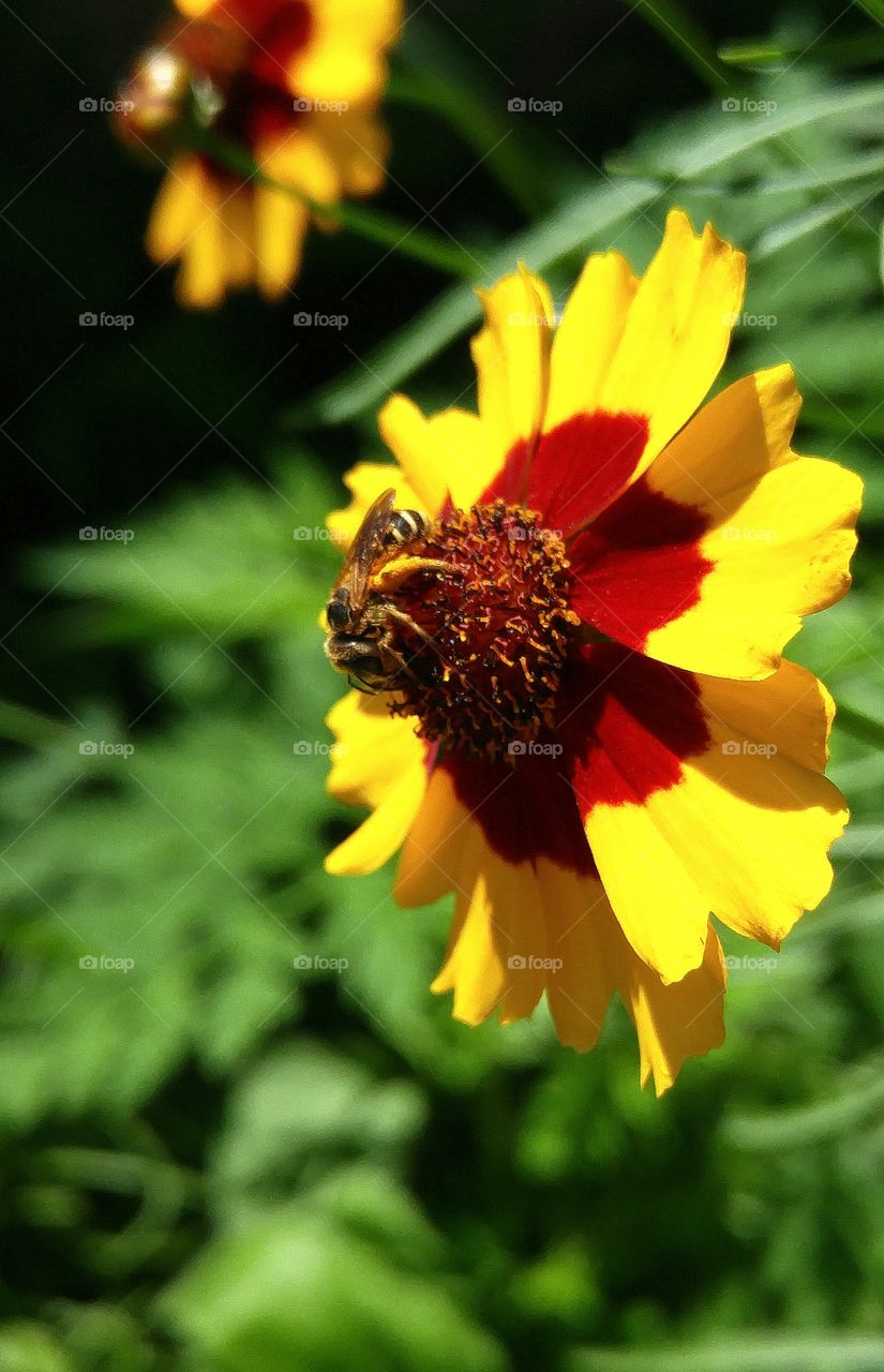 bumblebee on tickweed