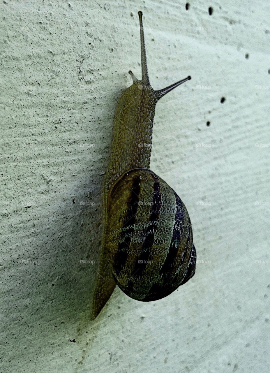 snail lumaca chiocciola amimals by fina3878