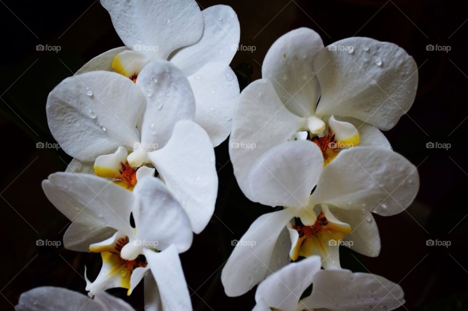 White orchid