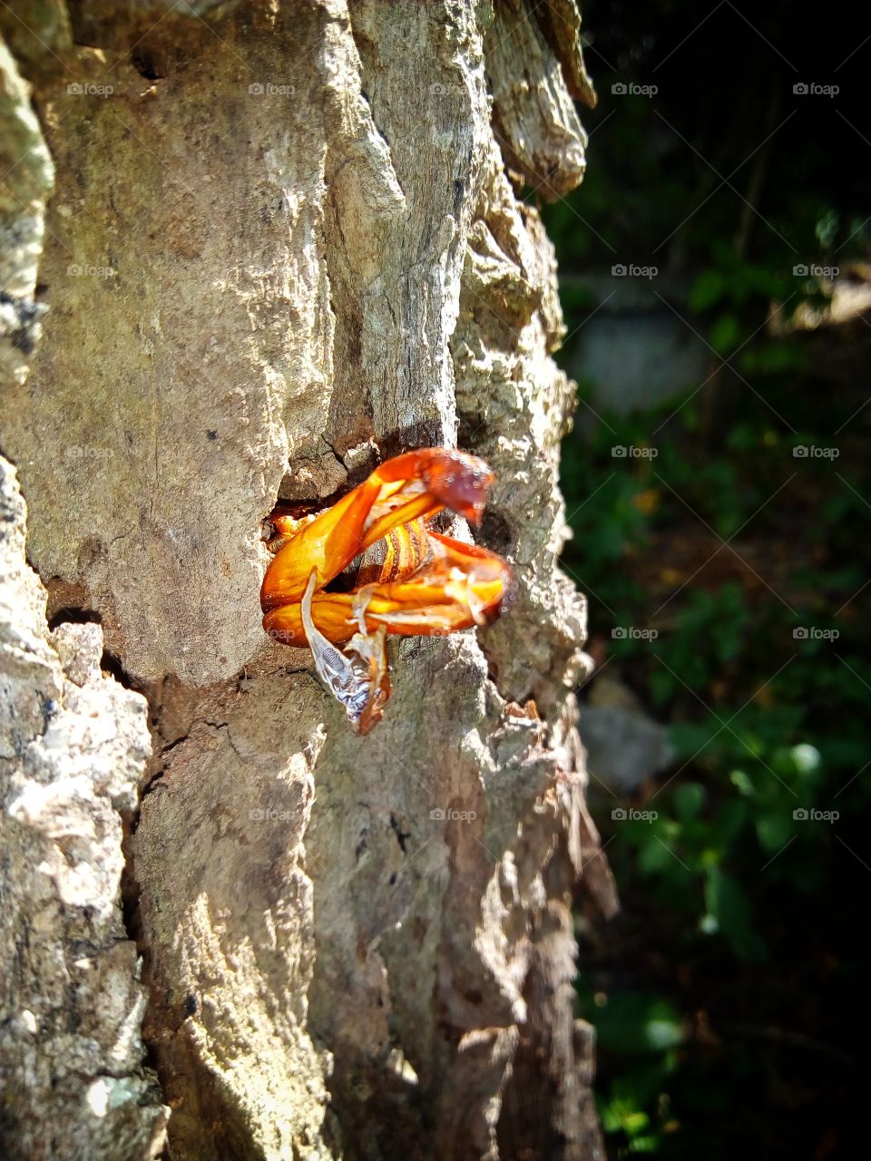 beetle ,Dead carcass ,Brak tree, Punch tree