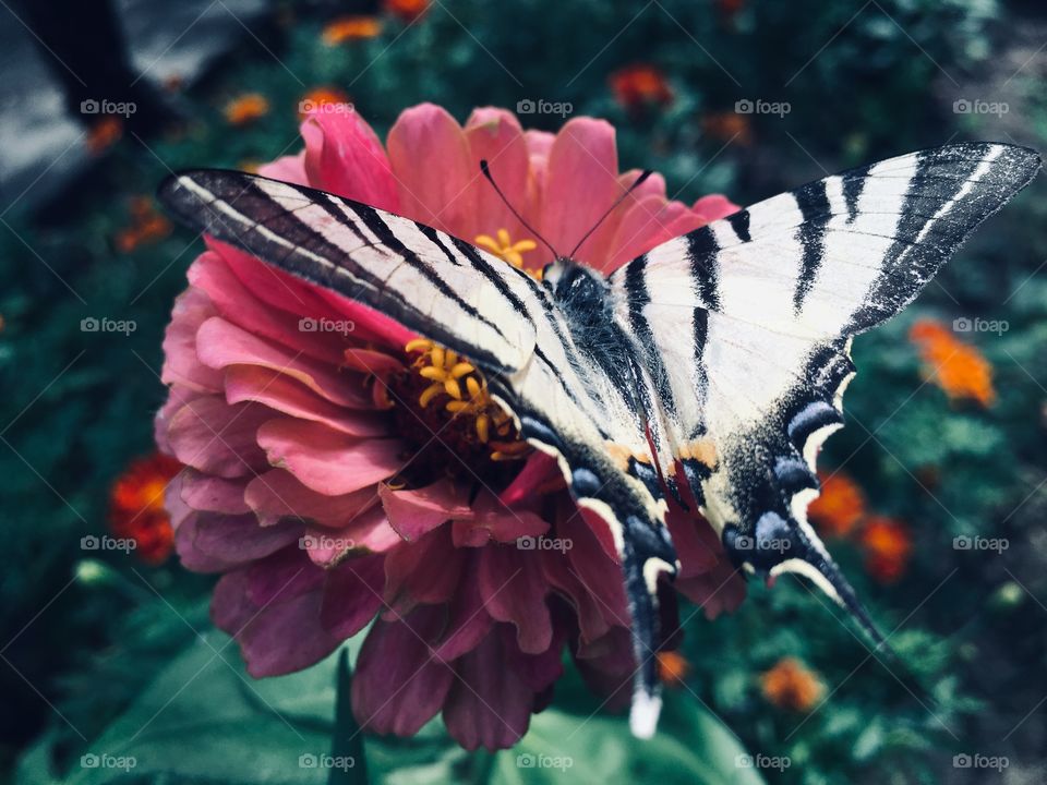 Мягкие тона