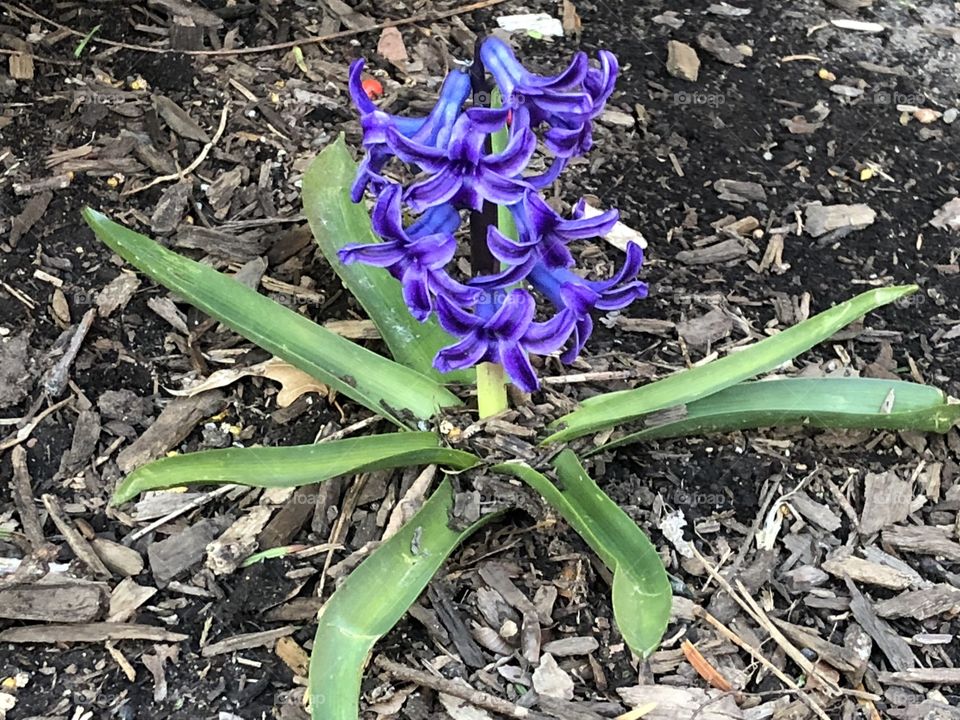 Purple flower 