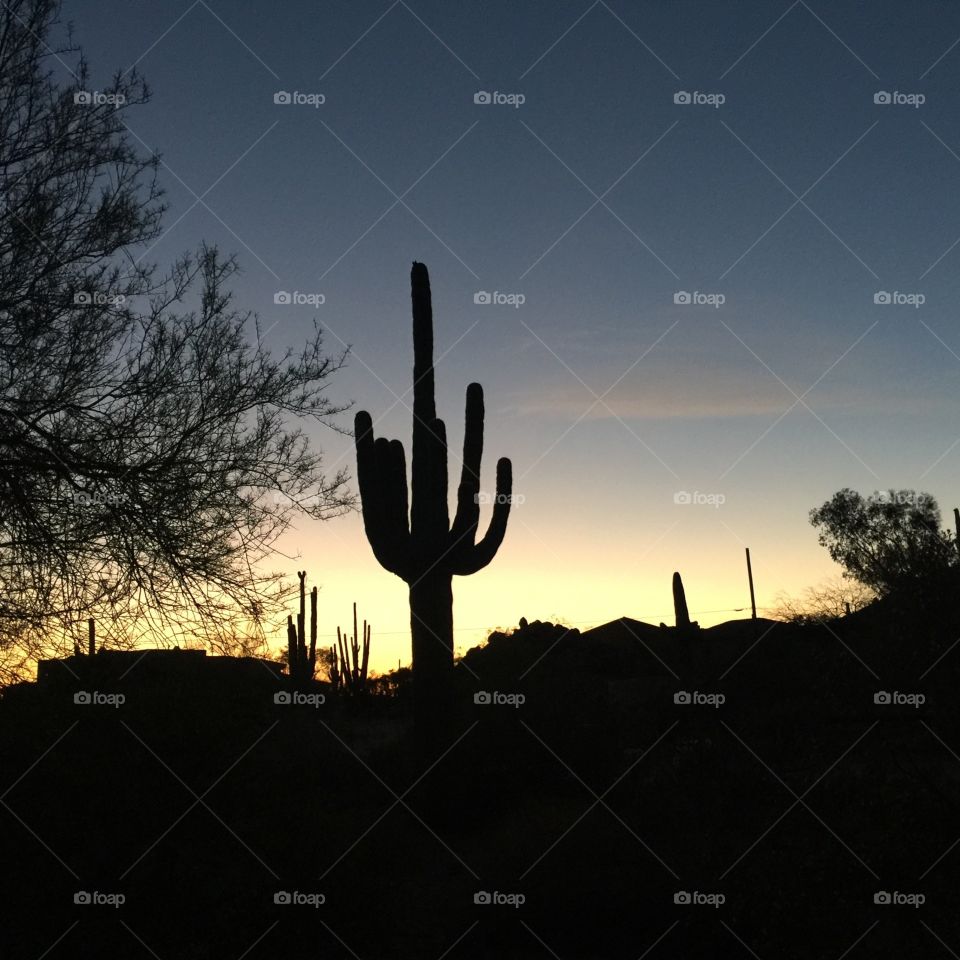 Cactus silhouette at sunset