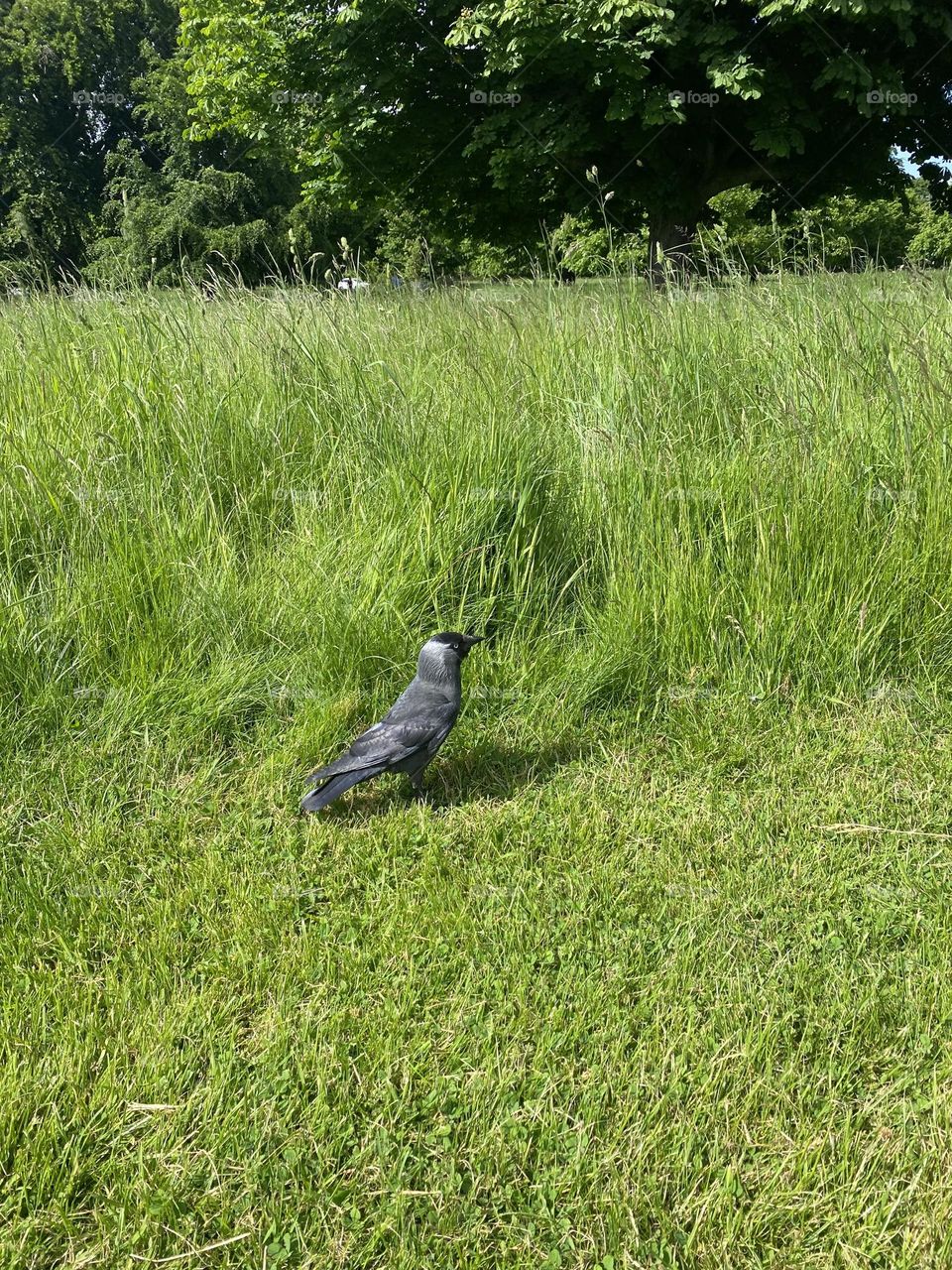 Bird in a park