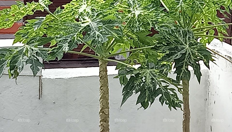 Tree or shrub of sweet fruit papaya. This fruit is very useful to us.